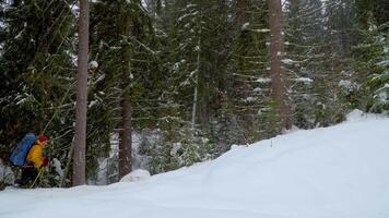 en man resor i de vinter- skog. vinter- sporter och rekreation vandring begrepp. karpater berg räckvidd. 4k video