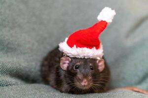 rata Papa Noel sombrero. símbolo de el chino nuevo año. gracioso negro rata dumbo en un rojo Papa Noel inspector en un verde antecedentes. foto