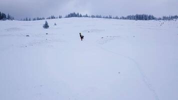 en volant plus de une groupe de touristes avec sacs à dos dans le hiver montagnes. hiver escalade dans le Carpates montagnes. neigeux arbre branche dans une vue de le hiver forêt. aérien images, 4k video