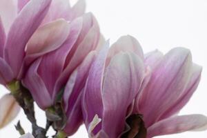 Magnolia Sulanjana flowers with petals in the spring season. beautiful pink magnolia flowers in spring, selective focusing. photo