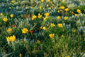 campo de amarillo salvaje tulipanes con un Dom en el antecedentes. el Dom es configuración, creando un calentar y pacífico atmósfera foto