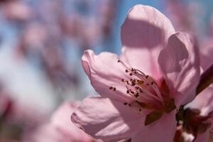 cerca arriba rosado melocotón flor en contra un azul cielo. el flor es el principal atención de el imagen, y eso es en lleno floración. foto