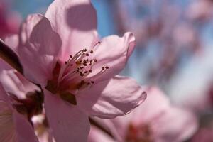 close up pink peach flower against a blue sky. The flower is the main focus of the image, and it is in full bloom. photo