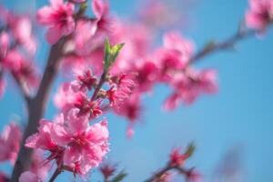 árbol con rosado melocotón flores es en lleno floración. el flores son grande y brillante, y ellos son dispersado a lo largo de el árbol. el árbol es rodeado por un claro azul cielo. foto