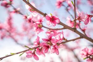 A branch of pink peach flowers with green leaves. photo