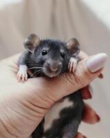 A small black rat with white spots on its belly in a female hand with a manicure. On a light background. photo