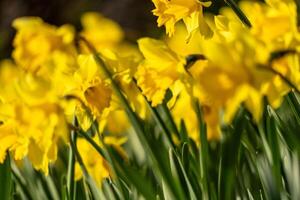 A bunch of yellow flowers with a blurry background. The flowers are in full bloom and are the main focus of the image. photo