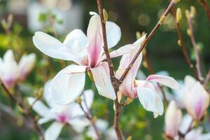 Flower magnolia blossoms on green grass background. photo