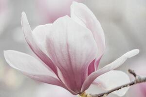 Magnolia Sulanjana flowers with petals in the spring season. beautiful pink magnolia flowers in spring, selective focusing. photo