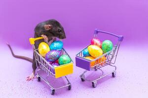 Happy Easter background. Easter eggs are colorful in a shopping basket on purple paper. Dumbo rat stands on its hind legs and leans on a basket. Holiday concept. Copy space for text. photo