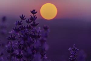 Lavender flower background. Violet lavender field sanset close up. Lavender flowers in pastel colors at blur background. Nature background with lavender in the field. photo