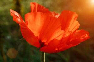 Poppy red flower isolated on a white background. Isolate inflorescence of garden poppy. Totally open flower. photo