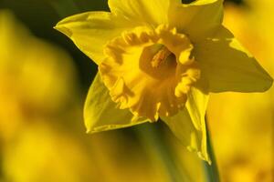 A bunch of yellow flowers with a blurry background. The flowers are in full bloom and are the main focus of the image. photo