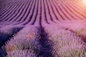 flores de lavanda que florecen campos perfumados en filas interminables. foto