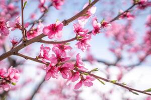 A branch of pink peach flowers with green leaves. photo