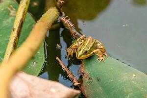 un rana es sentado en un hoja en un estanque. el estanque es verde y el rana es verde y marrón. foto