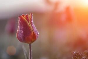 Wild tulip shrering at dawn in a field, bud covered with droplets of dew, close up. Space for text. photo