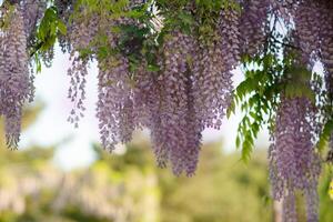 Close up view of beautiful purple wisteria blossoms hanging down from a trellis in a garden with sunlight shining from above through the branches on a sunny spring day. photo