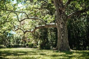 beautiful park with large and thorny trees. photo