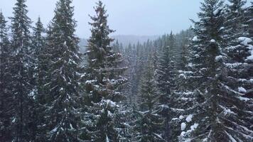 fliegend durch das Winter Wald. schneebedeckt Baum Ast im ein Aussicht von das Winter Wald. Antenne Aufnahmen video