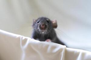 Head of gray little rat on white background photo