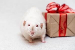 blanco rata regalo. el rata se sienta en un blanco alfombra con un regalo caja w foto