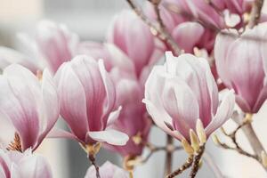 Magnolia Sulanjana flowers with petals in the spring season. beautiful pink magnolia flowers in spring, selective focusing. photo