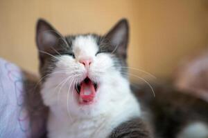 A cat is yawning and has its mouth open. The cat is on a bed and is looking at the camera. photo