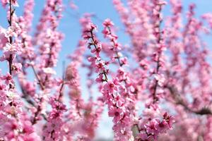 peach tree with pink flowers is in full bloom. The flowers are large and bright, and they are scattered throughout the tree. The tree is surrounded by a field, and the sky is clear and blue. photo