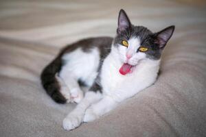 A cat is yawning and has its mouth open. The cat is on a bed and is looking at the camera. photo