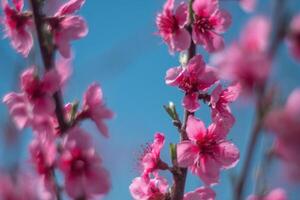 tree with pink peach flowers is in full bloom. The flowers are large and bright, and they are scattered throughout the tree. The tree is surrounded by a clear blue sky. photo