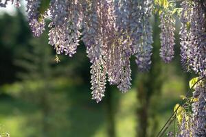 Close up view of beautiful purple wisteria blossoms hanging down from a trellis in a garden with sunlight shining from above through the branches on a sunny spring day. photo