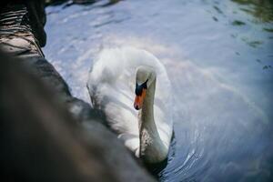 cisne en azul lago agua en soleado día, cisnes en estanque, naturaleza serie. foto