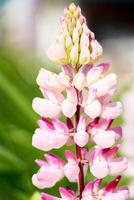 Pink lupine flowers close up in the sun. Blooming wild plants. Lupines field. photo