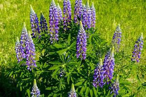 flores de lupino púrpura al sol. plantas silvestres en flor. campo de lupinos. foto