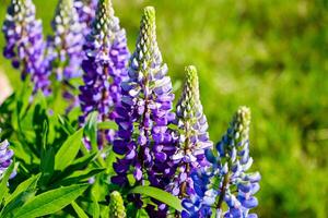 Purple lupine flowers in the sun. Blooming wild plants. Lupines field. photo