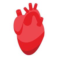 illustration of a stylized red human heart isolated on a white background vector