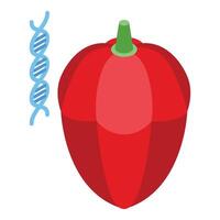 Genetically modified red bell pepper vector