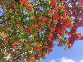 Vibrant Red Berries Cluster on a Tree Branch photo