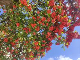 vibrante rojo bayas racimo en un árbol rama foto