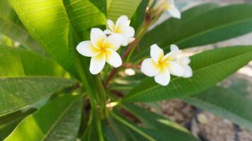 fragante frangipani flores foto