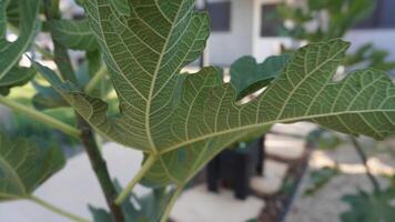 Close-up of a Fig Leaf with Veins and Texture, The details of the leaf are sharp and clear, highlighting the natural beauty of the plant. photo