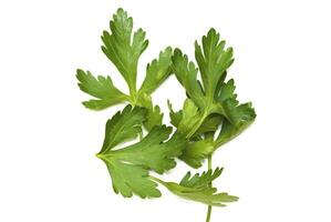 Leaves of the fresh parsley photo