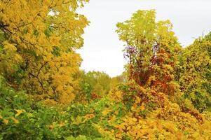 Autumnal trees on the sunset into park photo