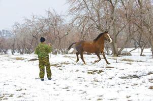 Horse winter in the afternoon on walk photo