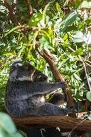 Koala in the National Park, Brisbane, Australia photo