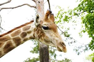 cabeza de un jirafa, safari en un zoo foto