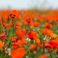 Natural flower background. Amazing view of colorful red poppy flowering. photo