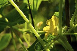 Small cucumber in the vegetable-garden photo