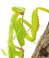 Close-up of a praying green mantis. Studio shot photo